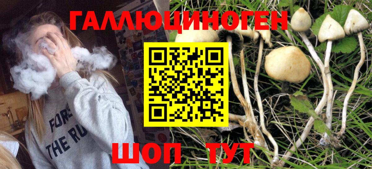 Псилоцибиновые грибы Psilocybe Ярцево